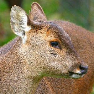 /pics/items/animals/Musk Deer